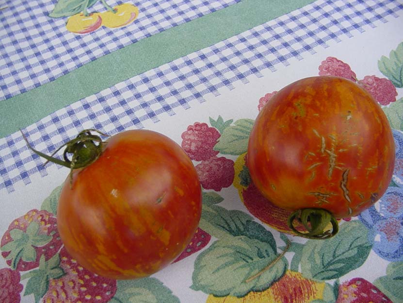 Les Tomates Rouges de Roland Robin.